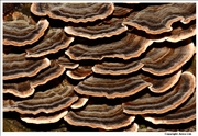 Turkeytail 5